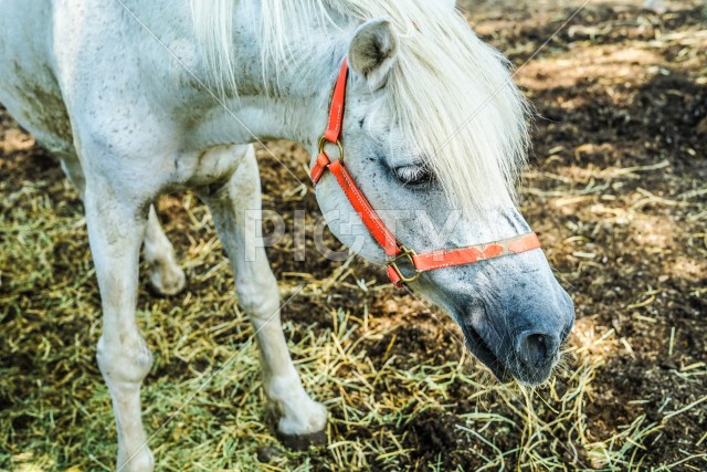 牧場の馬のイメージ
