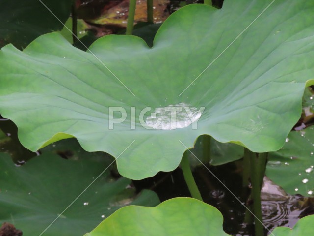 写真のタイトルが入ります