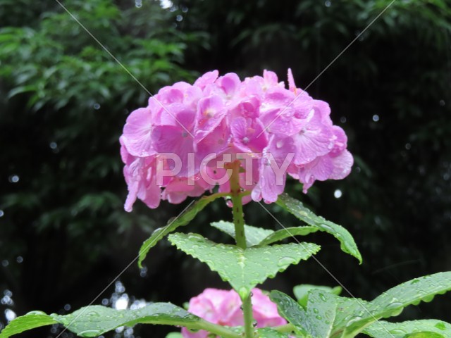 ピンクのアジサイの花