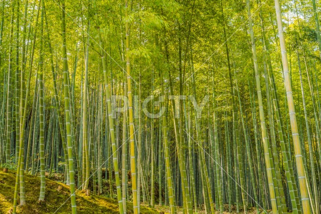 写真のタイトルが入ります