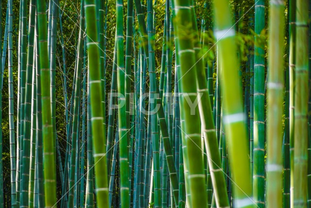 京都・嵐山の竹林
