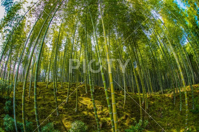 写真のタイトルが入ります