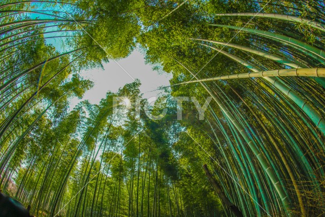 京都・嵐山の竹林