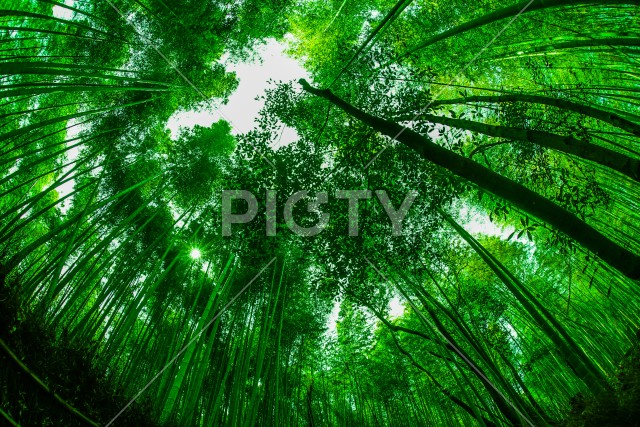 京都・嵐山の竹林