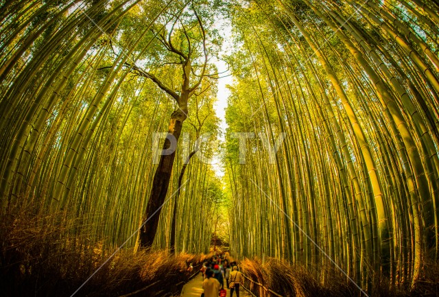京都・嵐山の竹林