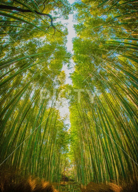 京都・嵐山の竹林