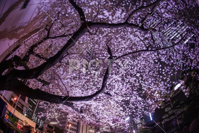 写真のタイトルが入ります