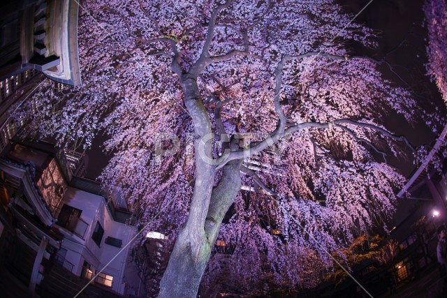 写真のタイトルが入ります