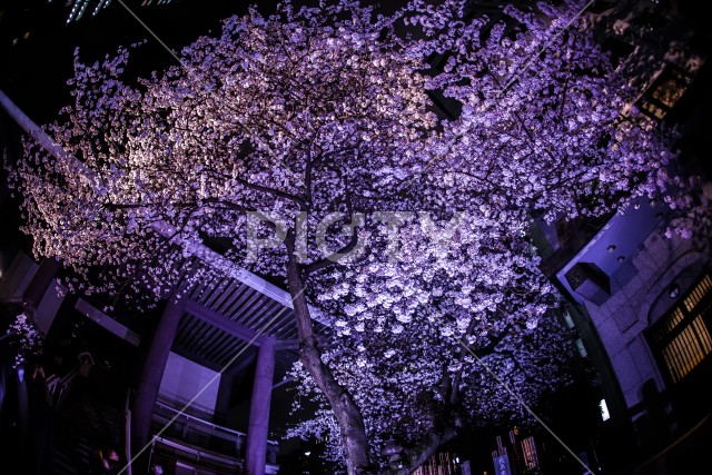 写真のタイトルが入ります