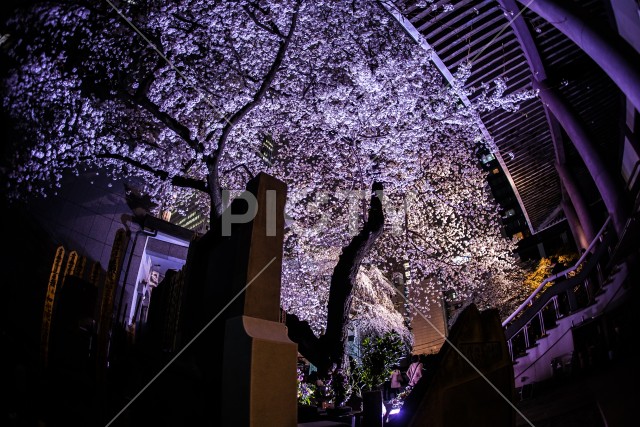 写真のタイトルが入ります