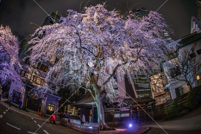 写真のタイトルが入ります