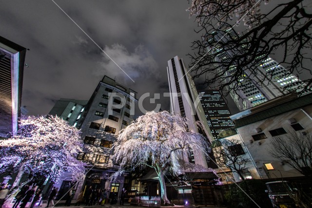 新宿の高層ビル群とライトアップされた桜