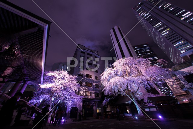 新宿の高層ビル群とライトアップされた桜