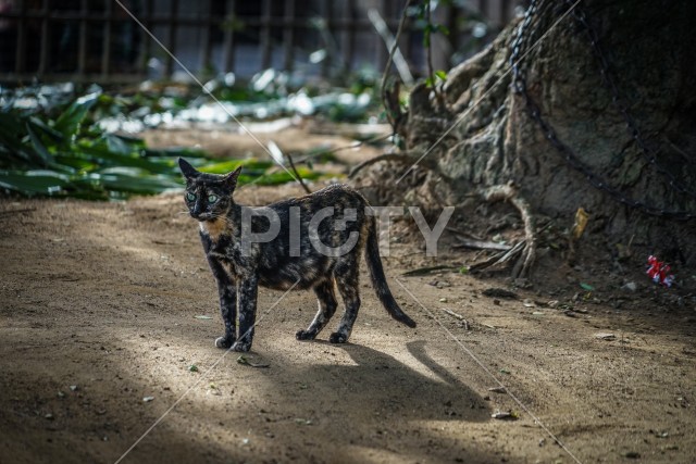 スリランカ・キャンディーの猫
