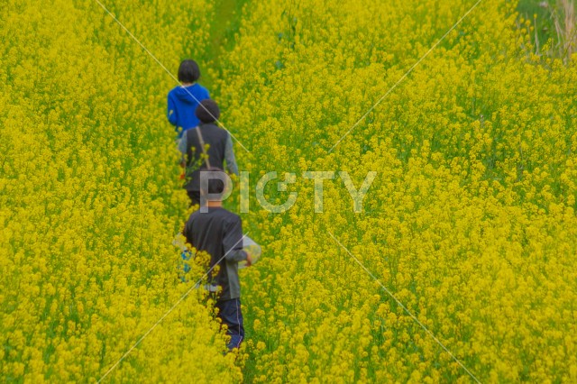 黄色い菜の花畑を歩く人々