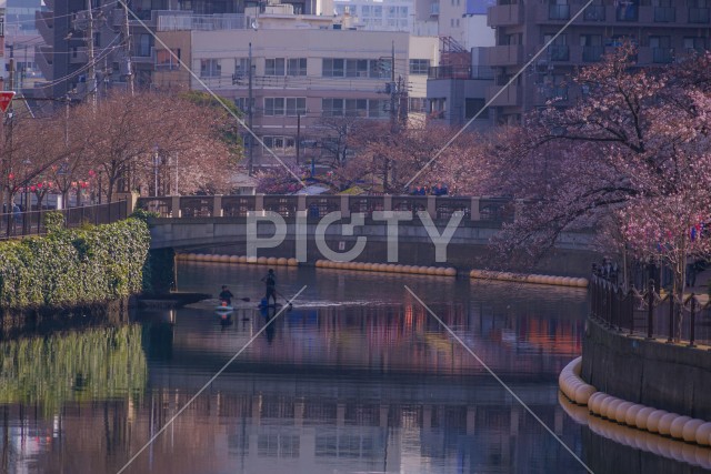 三分咲き桜の大岡川プロムナード