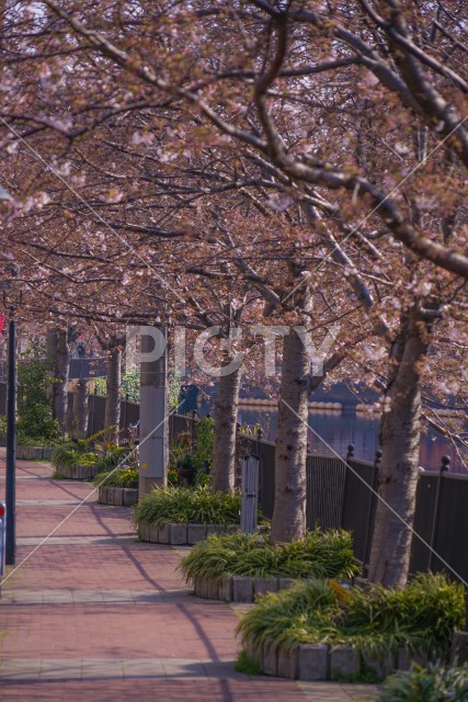 三分咲き桜の大岡川プロムナード