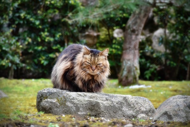 写真のタイトルが入ります