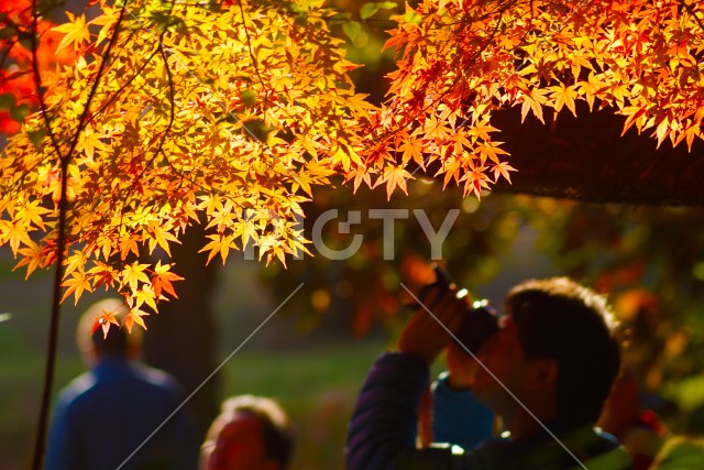 写真のタイトルが入ります