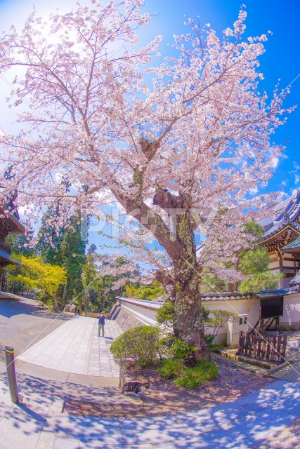 写真のタイトルが入ります