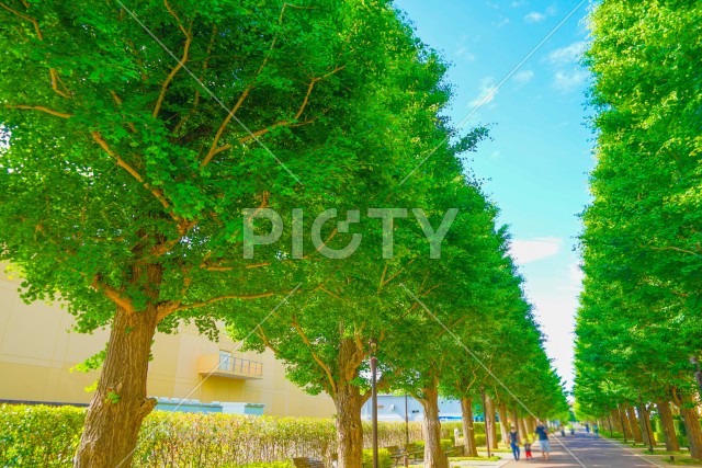 いちょう並木道の新緑（昭島市）