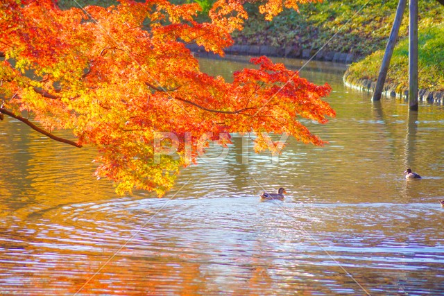 紅葉に包まれた池を泳ぐカモ