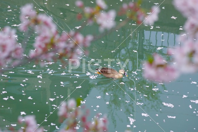 桜満開の大岡川プロムナード