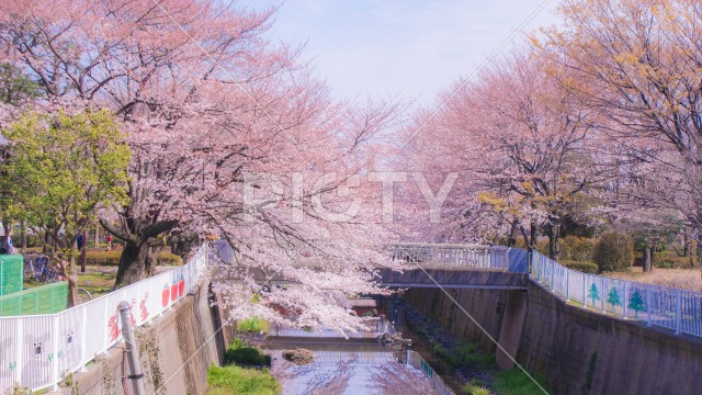 調布の満開の桜