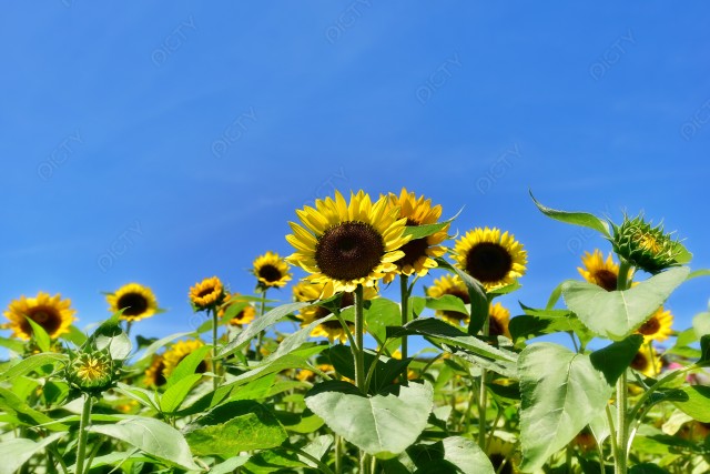 写真のタイトルが入ります