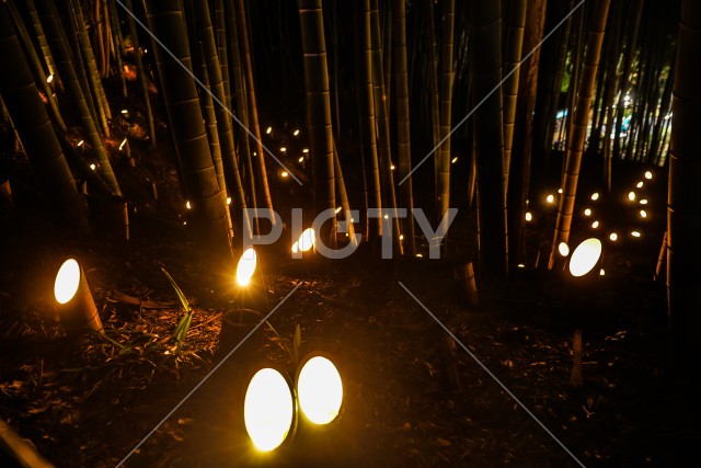 写真のタイトルが入ります