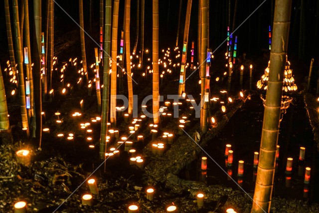 竹林の小径ライトアップ（小机城址市民の森）