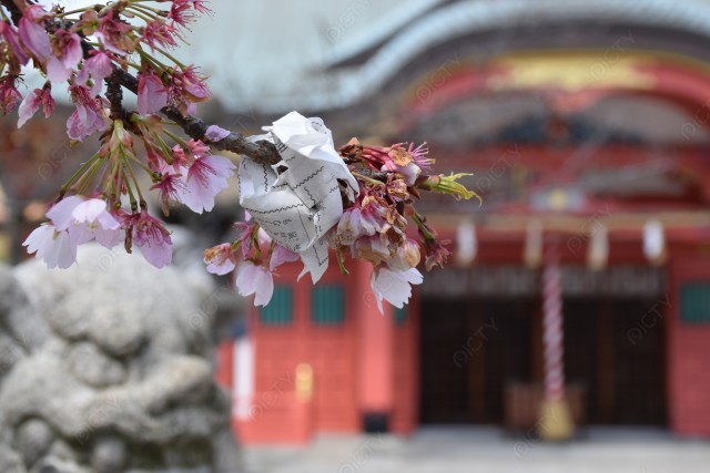 桜③