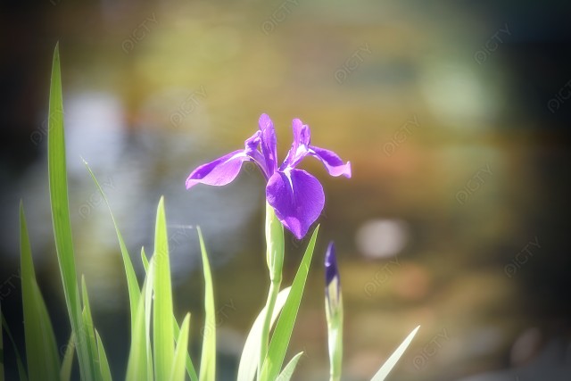 写真のタイトルが入ります
