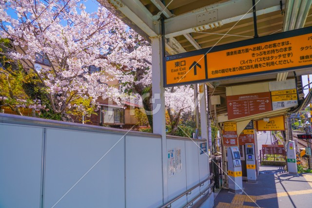 北鎌倉の満開の桜