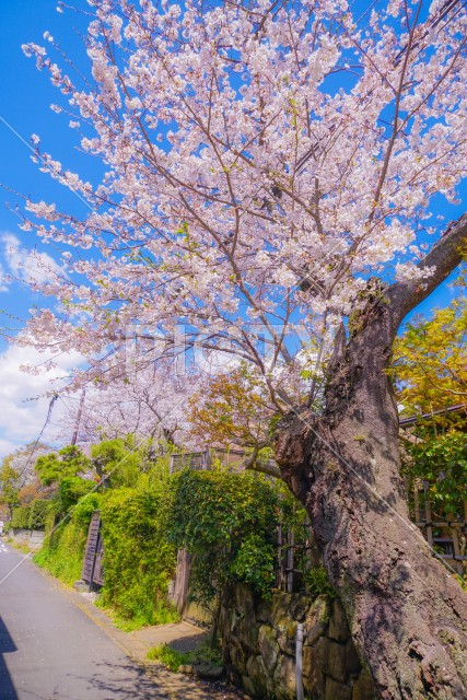 写真のタイトルが入ります