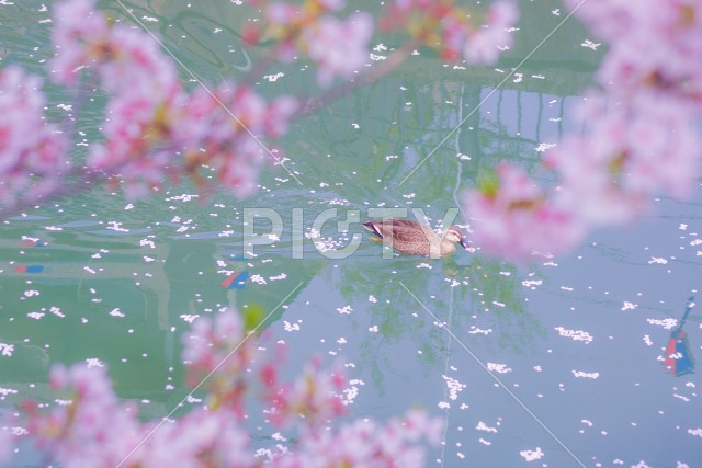 写真のタイトルが入ります