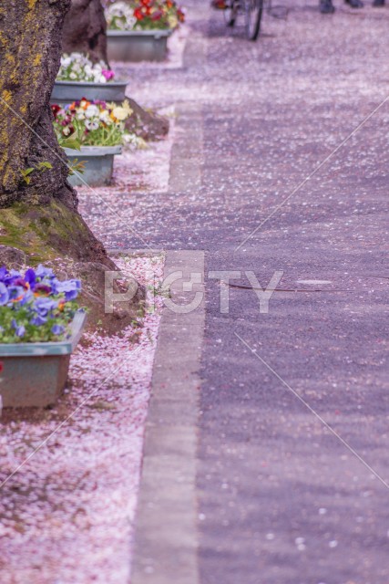 桜が舞い散る道