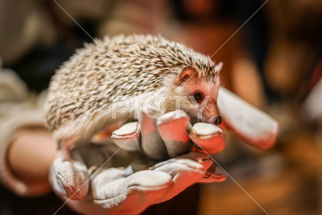 かわいいハリネズミのイメージ