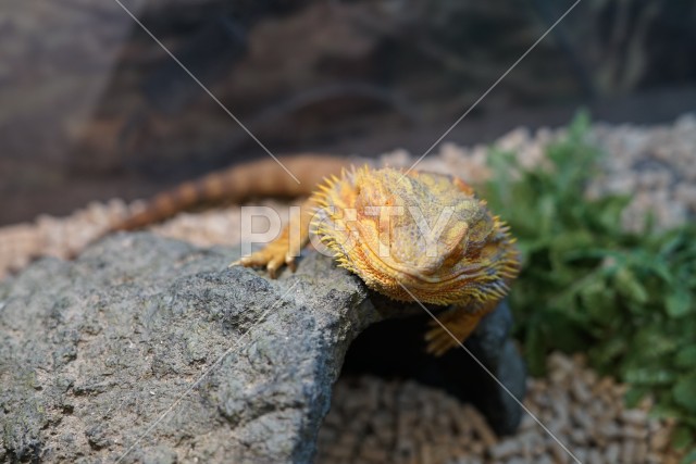 写真のタイトルが入ります
