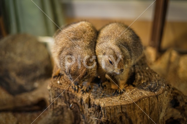 写真のタイトルが入ります