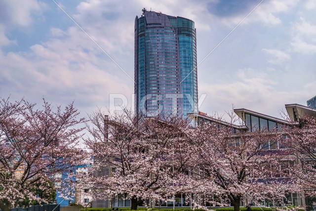 写真のタイトルが入ります