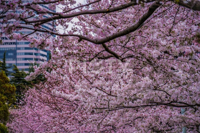 写真のタイトルが入ります
