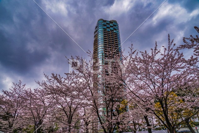 写真のタイトルが入ります