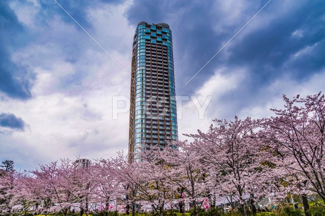 曇天の空と六本木の満開桜