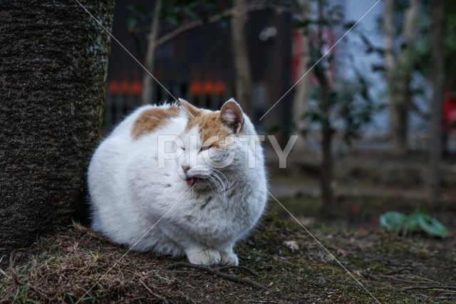 写真のタイトルが入ります