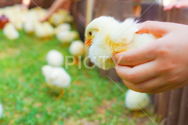 写真のタイトルが入ります