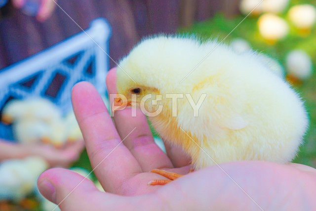 かわいいたくさんのヒヨコ