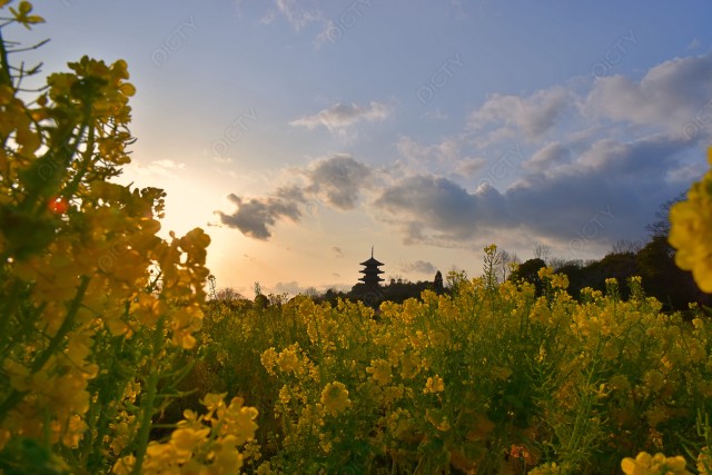 写真のタイトルが入ります