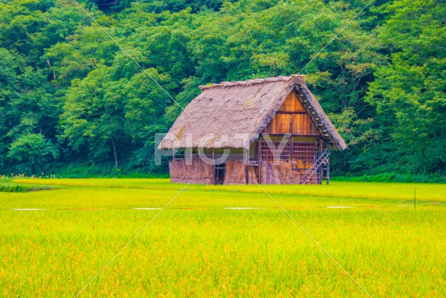 写真のタイトルが入ります