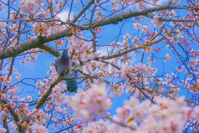 写真のタイトルが入ります